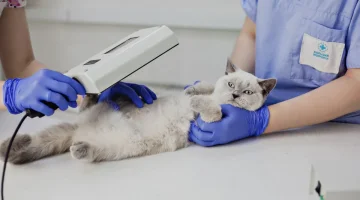 Ветеринарная клиника Большая медведица изображение 11